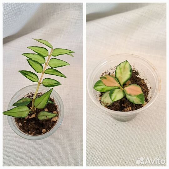 Хойи укорененные