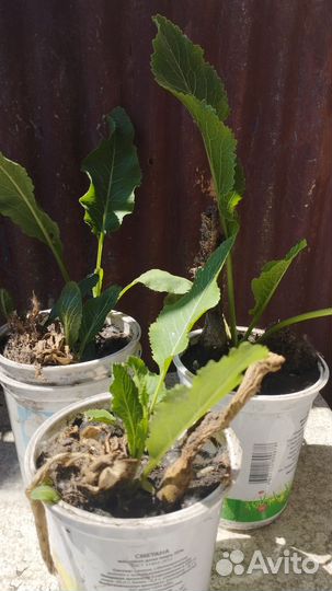 Корень хрена