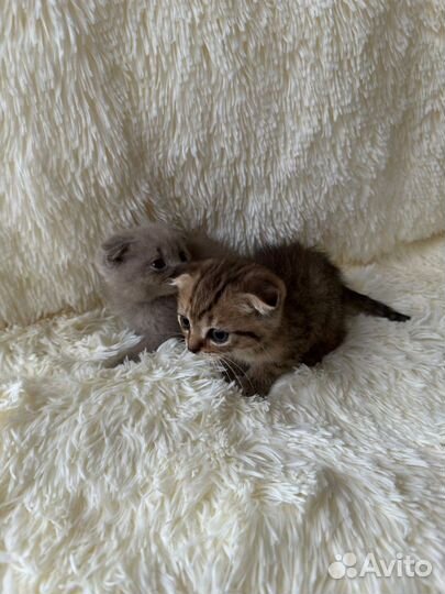 Шотландские котята