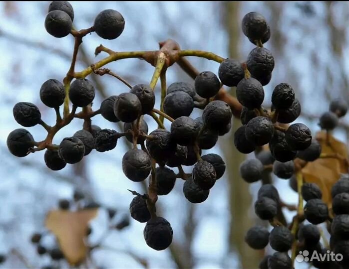 Амурский бархат, ягода 1 банка 100 грамм