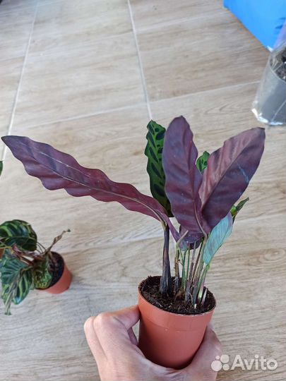 Калатея Лансифолия