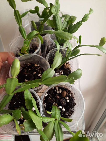 Коасивый домашний цветок неприхотливый цветет