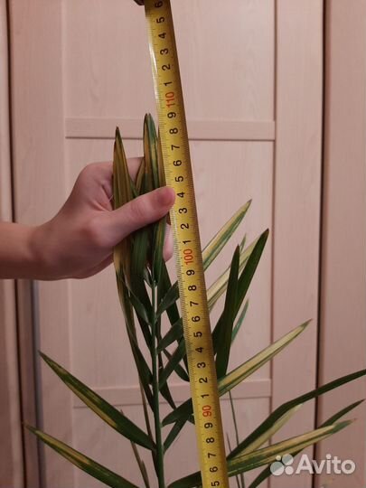 Финиковая пальма