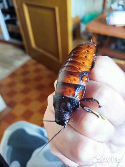 Мадагаскарские тараканы