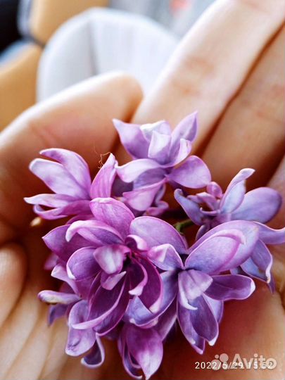 Сирень махровая саженцы