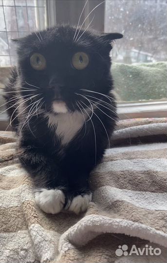 Тасманийский дьявол