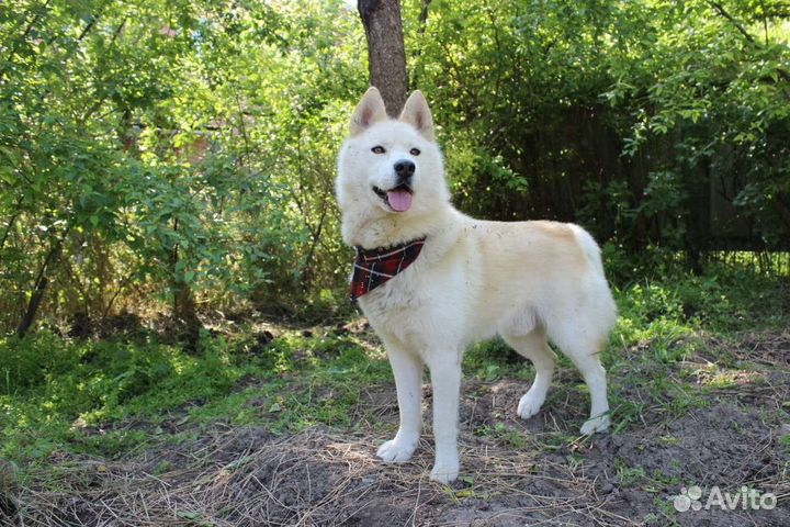 Метис Хаски