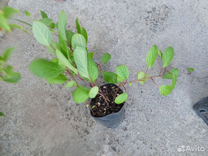 Лимонник китайский