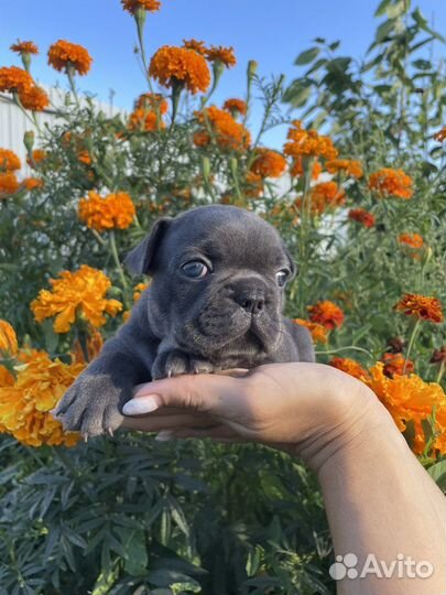 Французский бульдог голубой