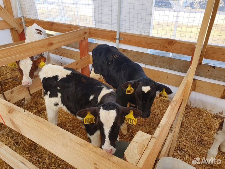 Бычки и быки