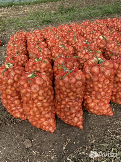 Лук на перо сорт Штутгарт