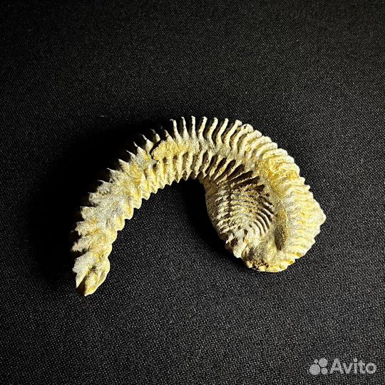 Устрица окаменелость ископаемое моллюск