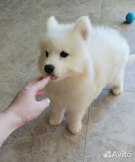 Щенки самоеда