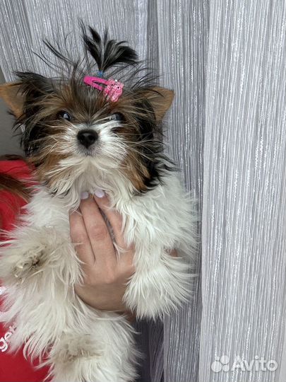 Девочка мини