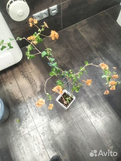 Бугенвиллия