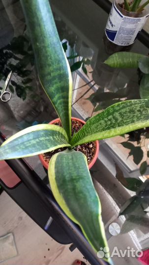 Сансевиерия