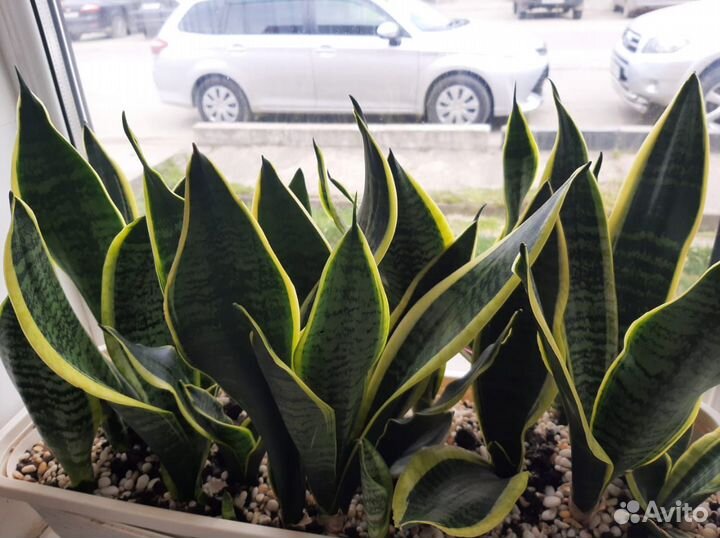 Комнатные цветы Сансивиерия