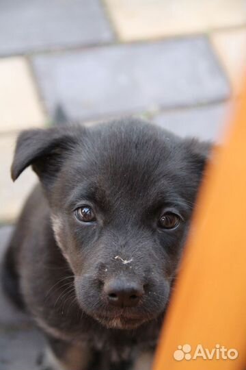 Собака в добрые руки отдам бесплатно