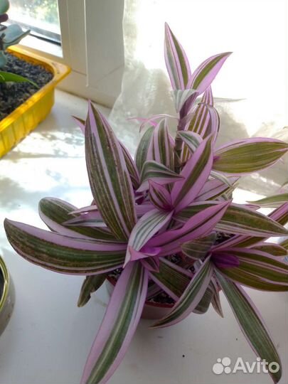 Диффенбахия и др комнатные цветы