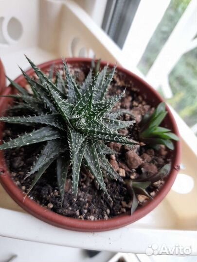 Кактусы и суккуленты