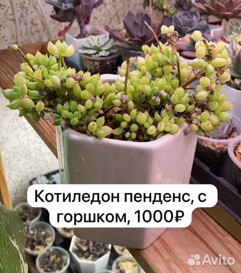 Суккуленты