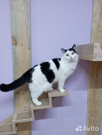 Кошка в дар