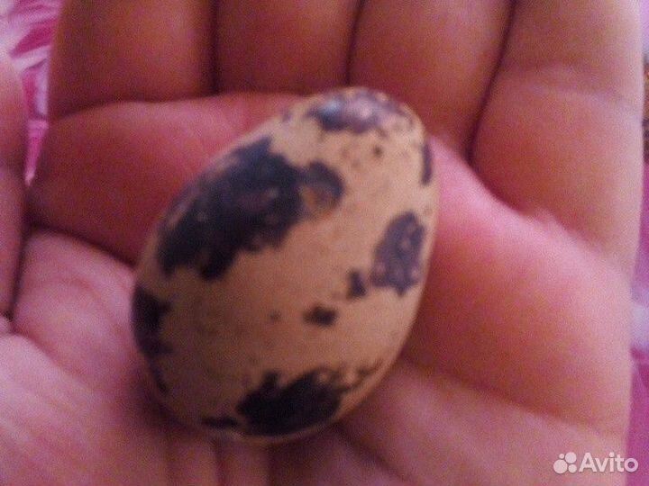 Яйца перепелиные