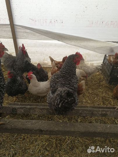 Инкубационное куриное яйцо миксы