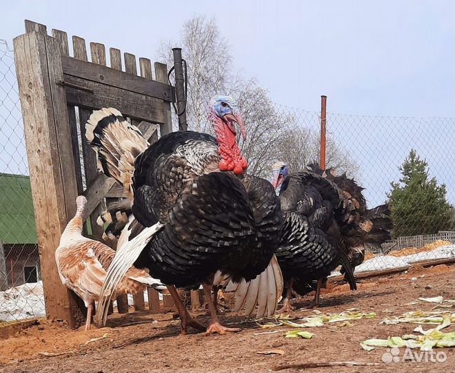 Утята утки Каюга, цыплята и инкубационное яйцо
