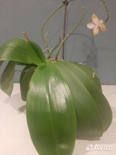 Орхидея фаленопсис