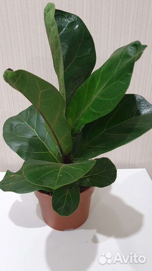 Фикус (Комнатные цветы)