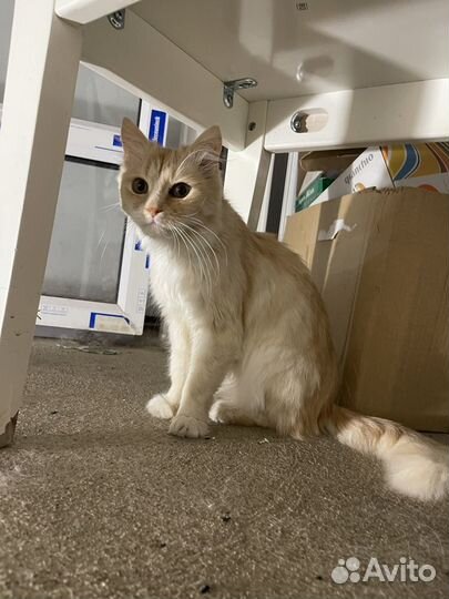 Котенок-девочка в добрые руки бесплатно