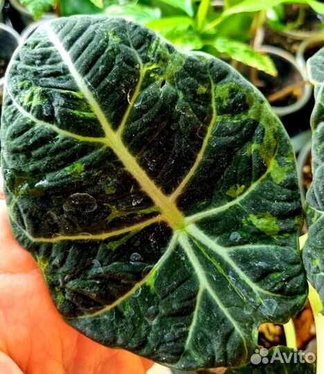 Алоказия, подростки и клубни