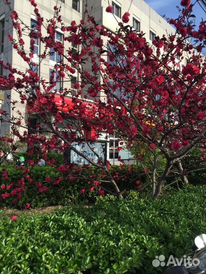 Переводчик китайского языка