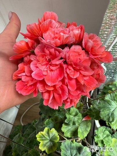 PG Torkel пеларгония