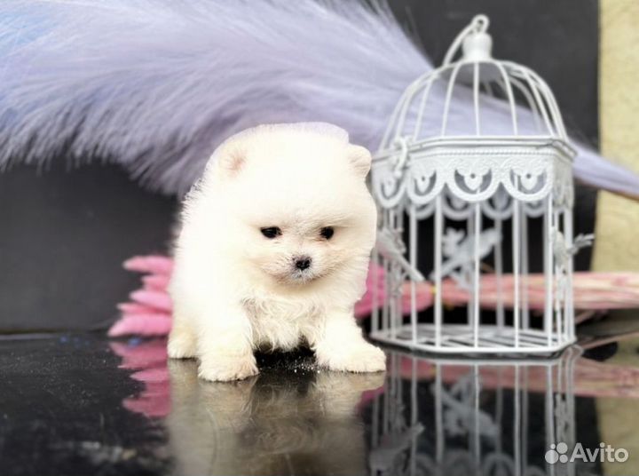 Померанский шпиц мини