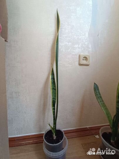 Сансевиерия лауренти