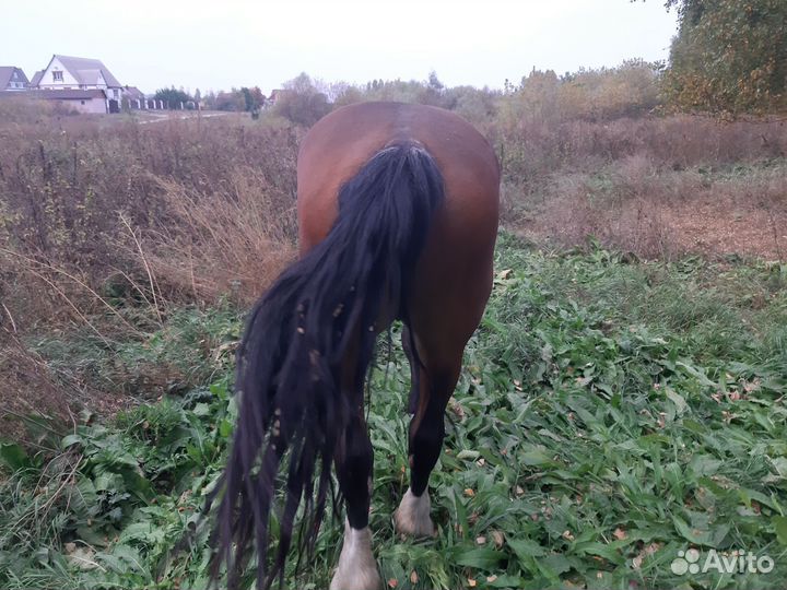 Владимирский тяжеловоз кабыла
