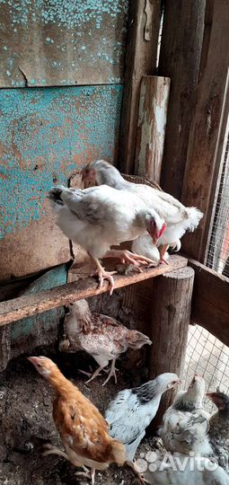 Цыплята суточные