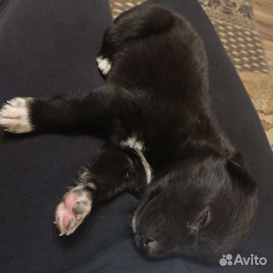 Щенок в добрые руки