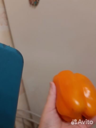 Семена сладкого перца 