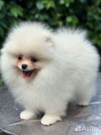 Белый померанский шпиц мальчик
