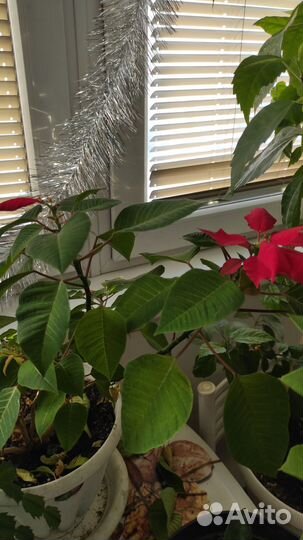 Комнатные растения цветы бесплатно