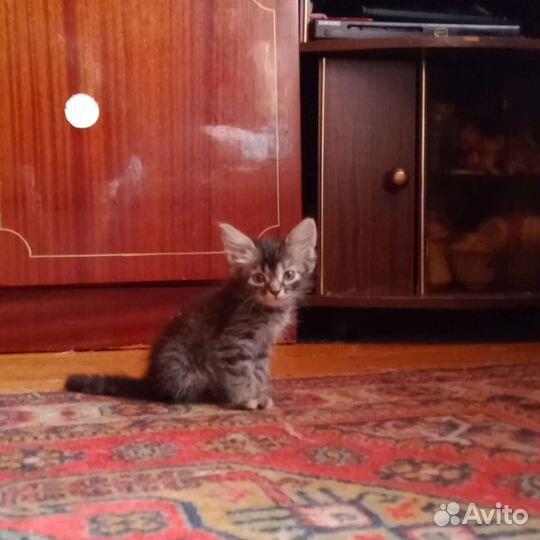Котята в добрые руки 3 месяца