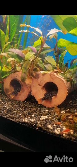 Домики для сомиков+в аквариум