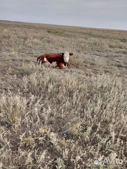 Телки казахско-белоголовые