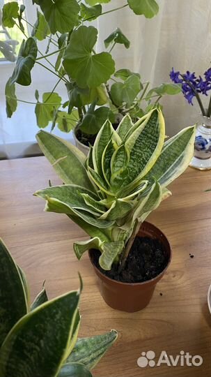 Сансевиерия