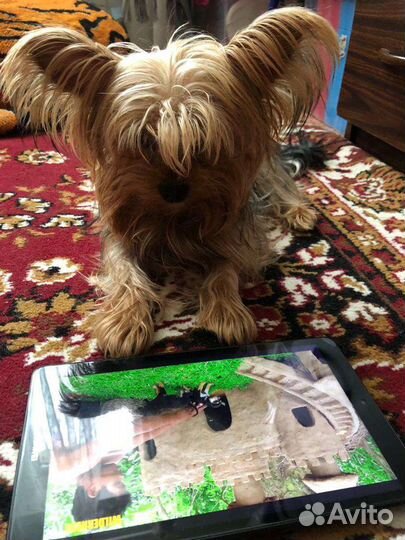 Йоркширский терьер вязка