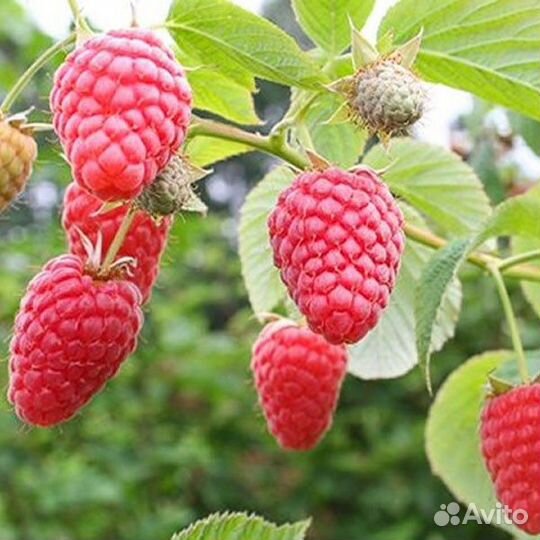 Саженцы малины 