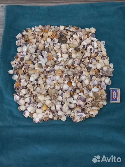 Морские ракушки